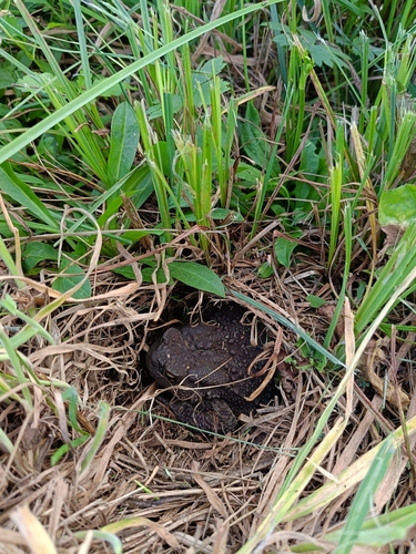 European Toad