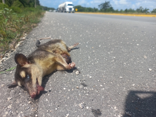 Northern Four-eyed Opossum