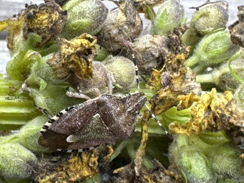 Sloe Bug