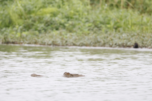 Central African slender-snouted crocodile