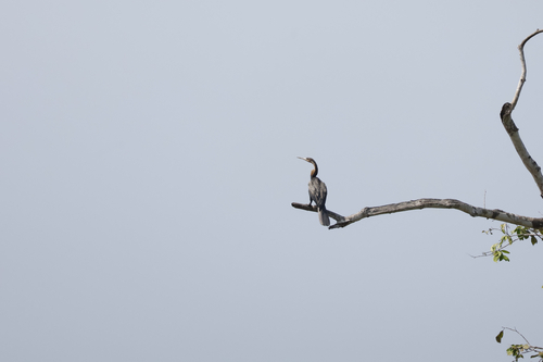 African Darter