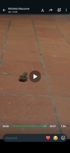Green Toad