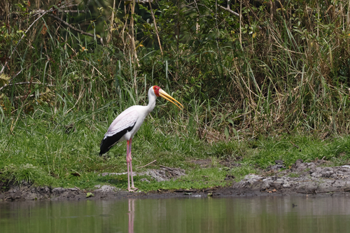 Yellow-billed Stork