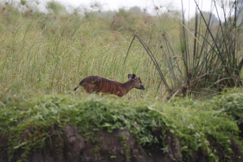 Forest Sitatunga