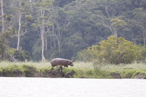 Common Hippopotamus
