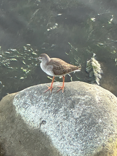 Common Redshank