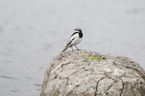 African Pied Wagtail