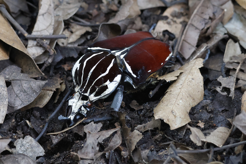 Goliathus goliatus goliatus