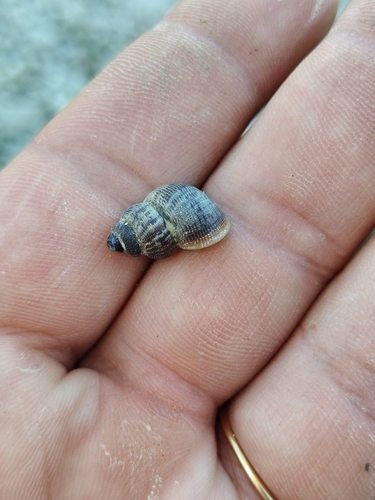 Round-mouthed Snail