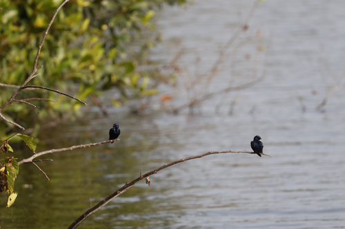 White-throated Blue Swallow