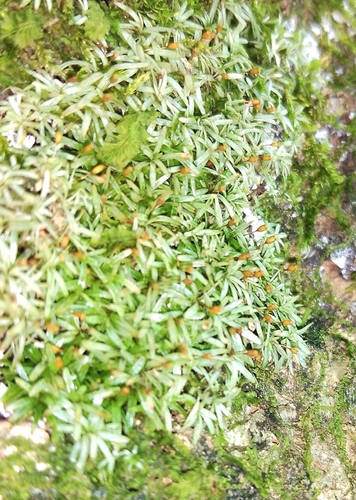 Calymperaceae image