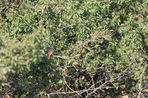 Black Redstart