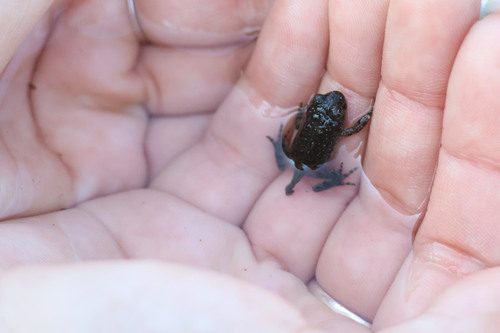 Yellow-bellied Toad