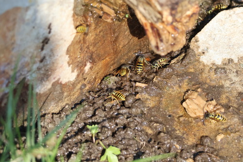 Common European Yellowjacket