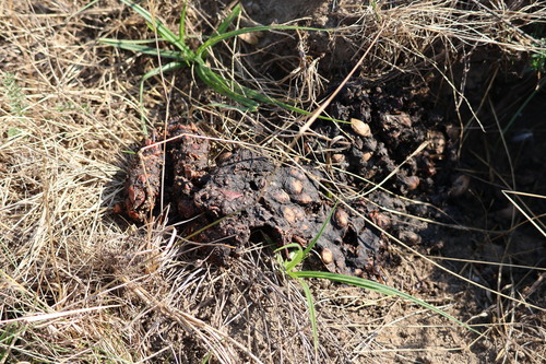 Brown Bear
