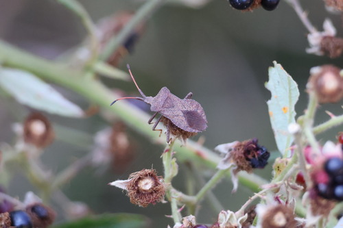 Dock Bug