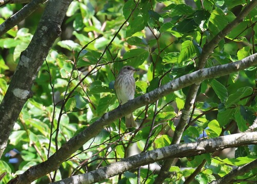 Spotted Flycatcher