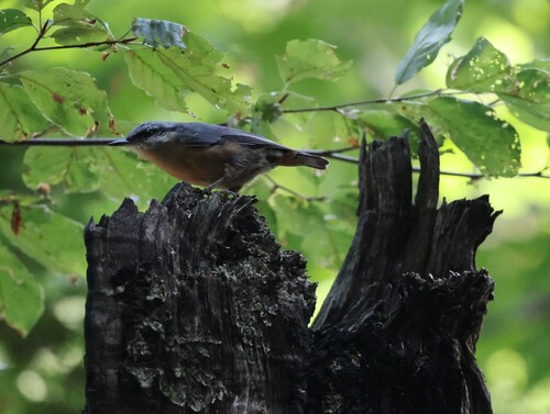 Eurasian Nuthatch
