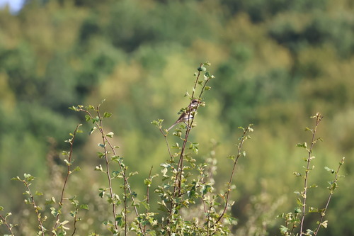 Red-backed Shrike