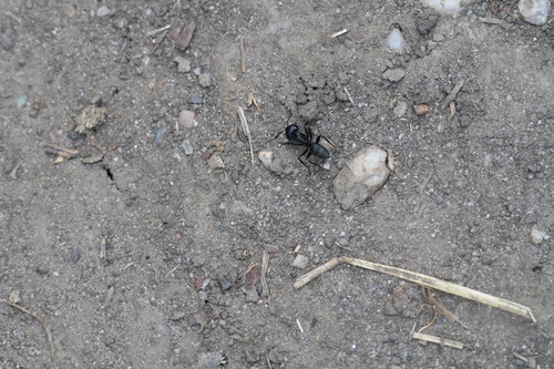 Hairy Carpenter Ant