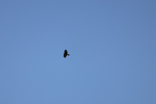 Common Buzzard