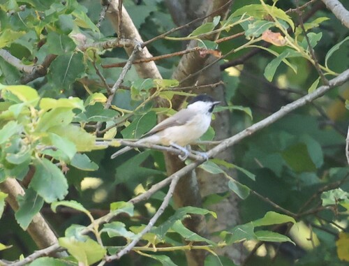 Marsh Tit