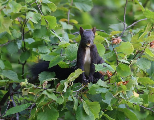 Eurasian Red Squirrel