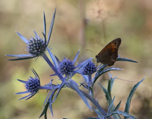 Meadow Brown