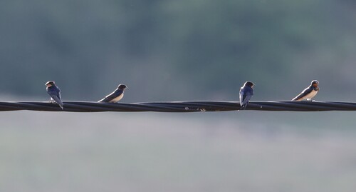 Barn Swallow
