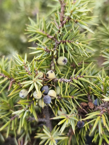 common juniper