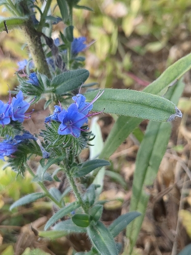 viper's-bugloss