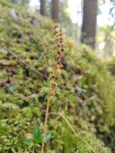 lesser rattlesnake plantain