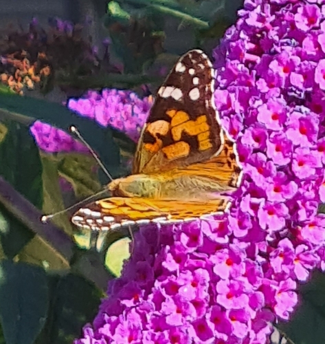 Painted Lady