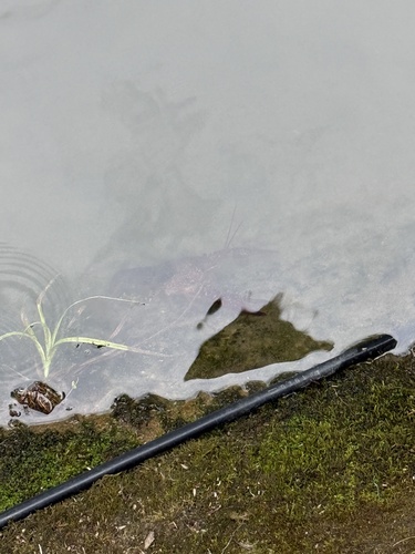 Red Swamp Crayfish