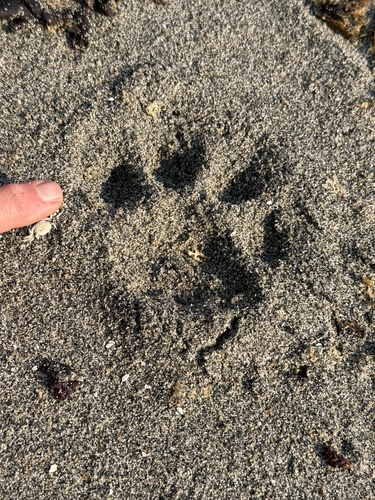 Mountain Lion