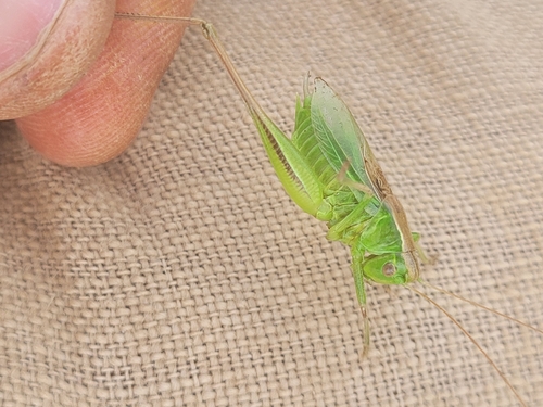 Bicolour Meadow Bush-cricket