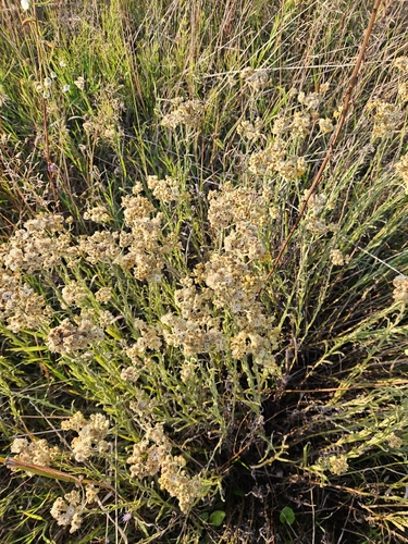 Dwarf Everlasting