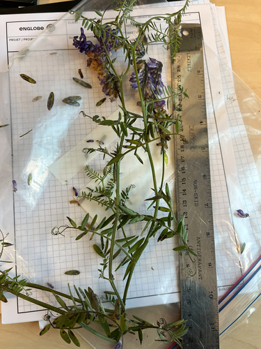 tufted vetch