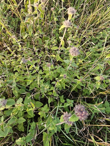 Wild Basil