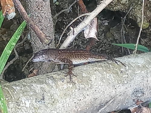 Brown Anole