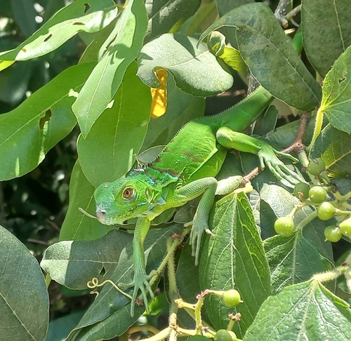 Green Iguana