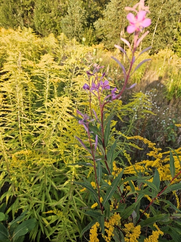 fireweed