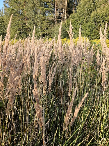 Bushgrass