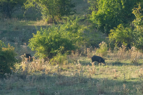 Wild Boar