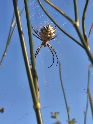 Lobed Argiope