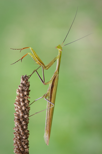 European Mantis