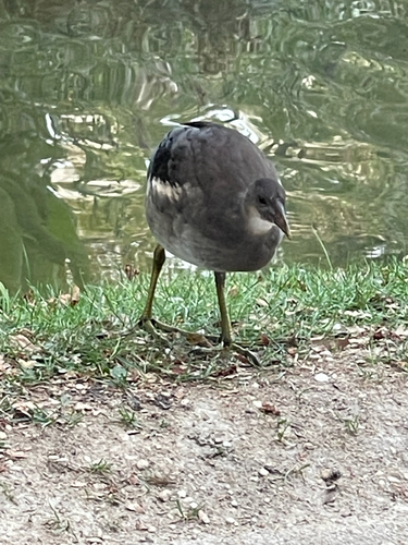 Common Moorhen