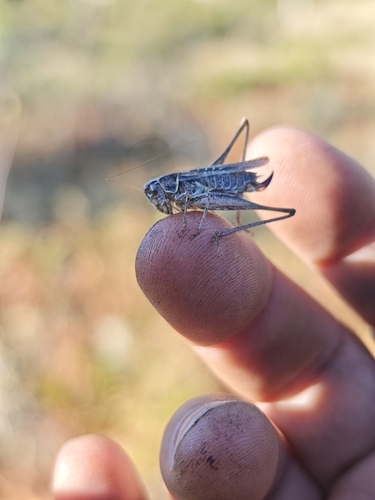 Brown-spotted Bush-cricket
