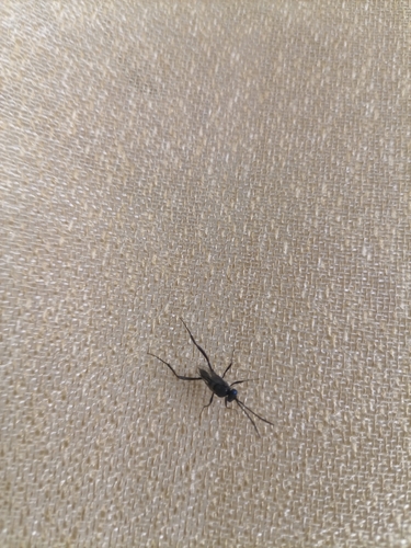 Blue-eyed Ensign Wasp