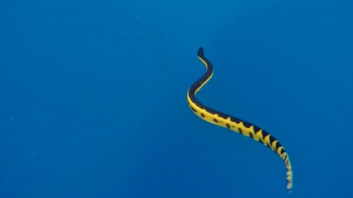 Yellow-bellied Sea Snake